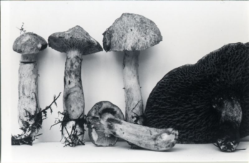 Fuscoboletinus grisellus image