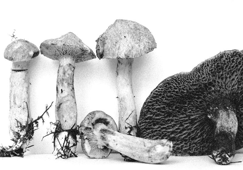 Fuscoboletinus grisellus image