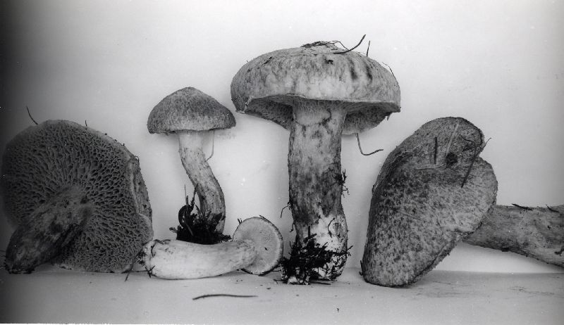 Fuscoboletinus grisellus image