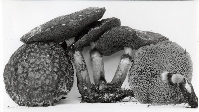 Fuscoboletinus spectabilis image