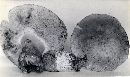 Gyroporus castaneus image