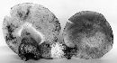 Gyroporus castaneus image