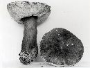 Gyroporus castaneus image