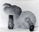 Gyroporus castaneus image