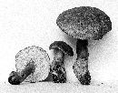 Gyroporus castaneus image