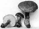 Gyroporus castaneus image