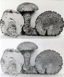 Gyroporus cyanescens var. violaceotinctus image