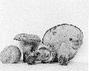 Gyroporus cyanescens var. violaceotinctus image