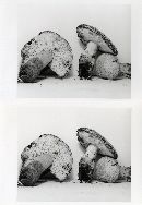 Gyroporus cyanescens var. violaceotinctus image
