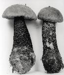 Leccinum versipelle image