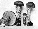 Leccinum aurantiacum var. aurantiacum image