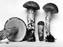 Leccinum aurantiacum var. aurantiacum image