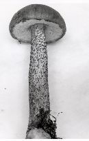 Leccinum cinnamomeum image