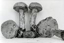 Leccinum cinnamomeum image