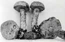 Leccinum cinnamomeum image