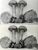 Leccinum cinnamomeum image