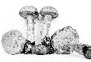 Leccinum cinnamomeum image