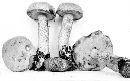 Leccinum cinnamomeum image