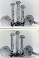 Leccinum holopus image