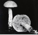 Leccinum holopus image