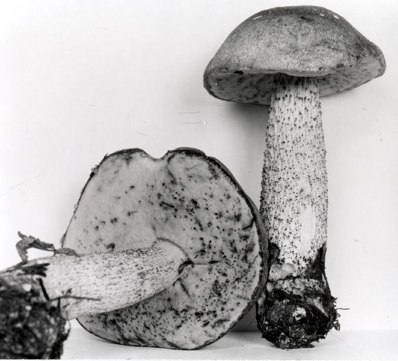 Leccinum ochraceum image