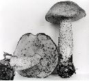 Leccinum ochraceum image