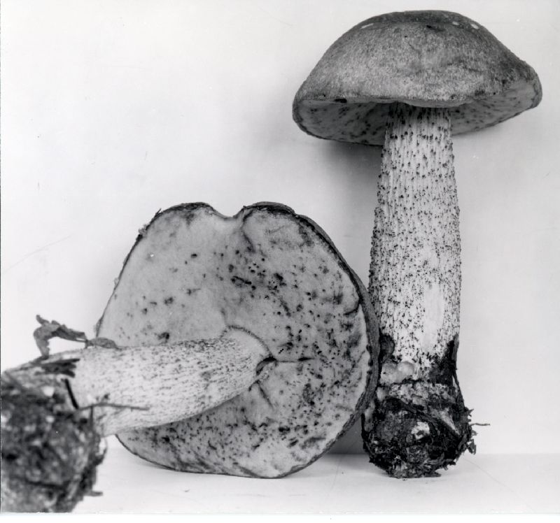 Leccinum ochraceum image