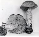 Leccinum ochraceum image