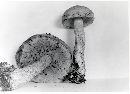 Leccinum ochraceum image