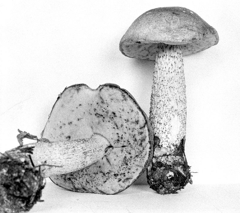 Leccinum ochraceum image
