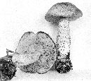 Leccinum ochraceum image