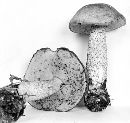 Leccinum ochraceum image