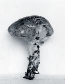 Leccinum potteri image