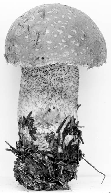Leccinum potteri image