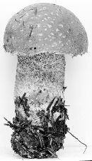 Image of Leccinum potteri