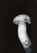 Leccinum potteri image