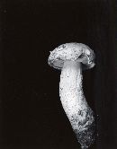 Leccinum potteri image