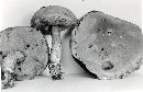 Leccinum potteri image