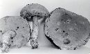 Leccinum potteri image