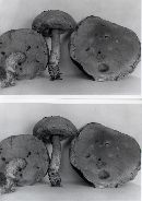 Leccinum potteri image