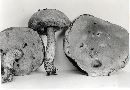 Leccinum potteri image