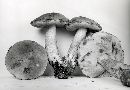 Leccinum potteri image