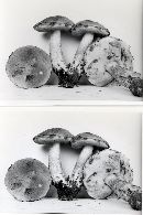 Leccinum potteri image