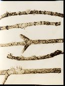 Cordyceps clavulata image