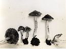 Inocybe subcarpta image