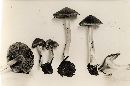 Inocybe subcarpta image