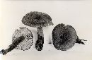 Inocybe subcarpta image