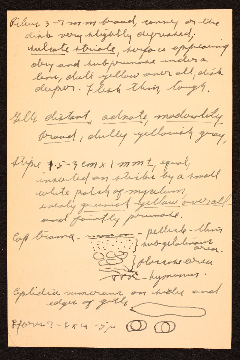 Mycena carolinensis image