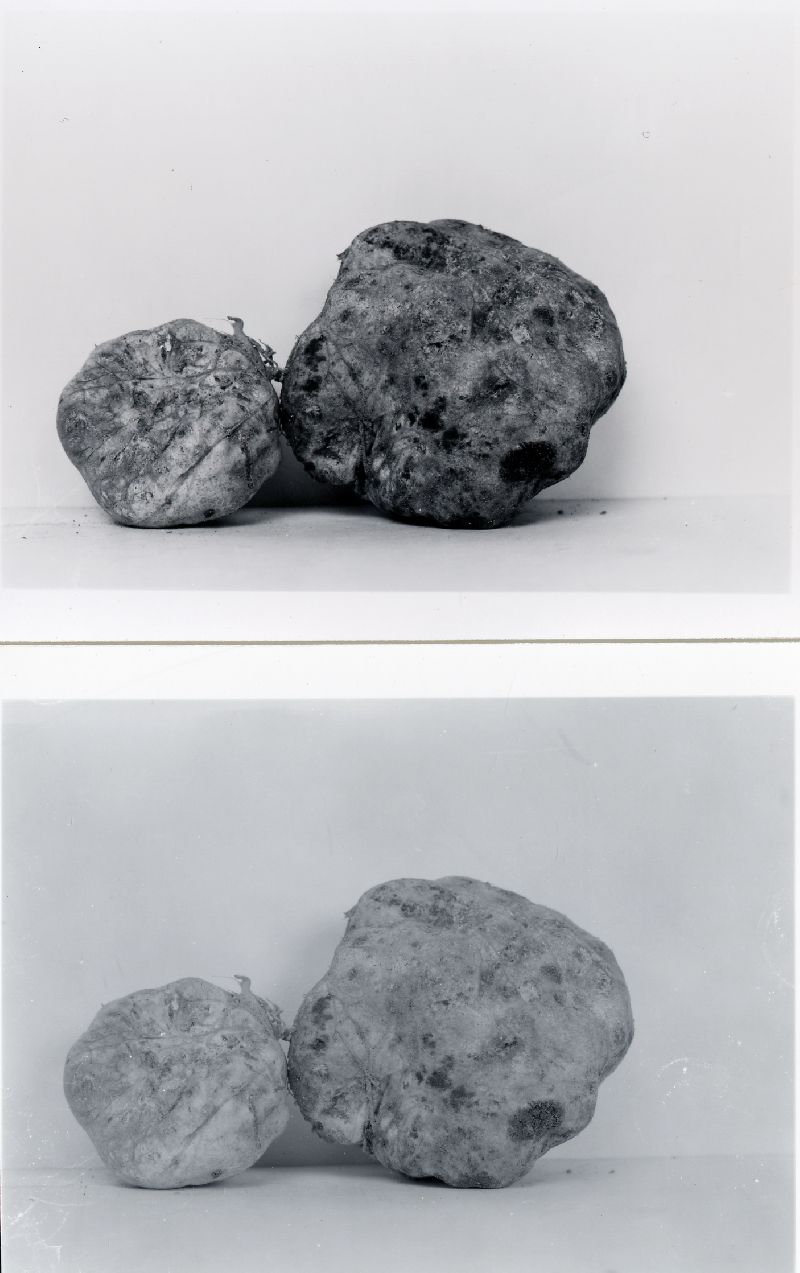Rhizopogon sublateritius image