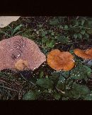 Lactarius peckii var. peckii image